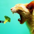 Vegetarian_Cat