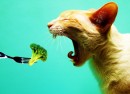 Vegetarian_Cat Vegetarian_Cat