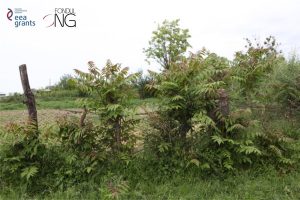 codul voluntar de conduită arbori invazivi